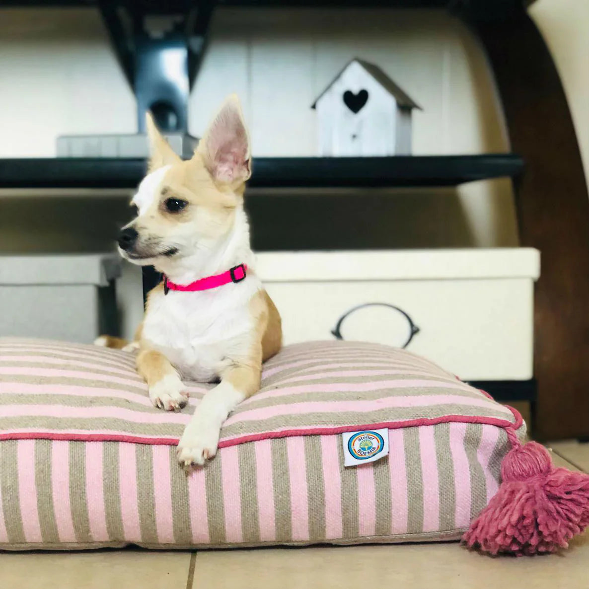 Stunning Nomad Cite Dog Grooming Acts image